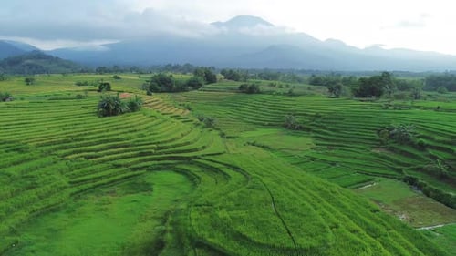 Beautiful morning view indonesia Panorama Landscape paddy fields with beauty color and sky natural