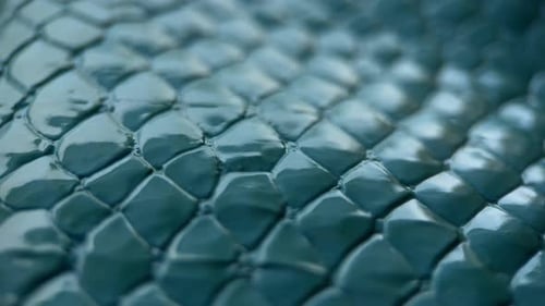 Slider Shot en peau de crocodile vert