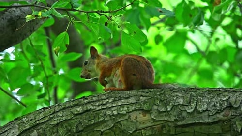A Squirrel Sits on a Tree Branch