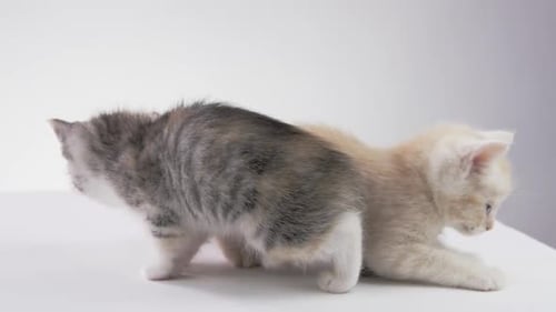 Weißer Hintergrund — Entzückende Babykätzchen auf weißem Hintergrund — zwei Katzen besser als eine\_1