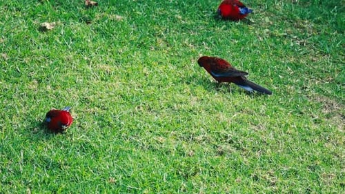 Colorful crimson rosella parrots feeding on grass in Australia sunny paradise