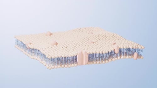 Animated Cell Membrane Phospholipid Bilayer Structure with Proteins