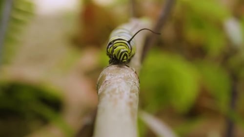 Caterpillar Close-Up