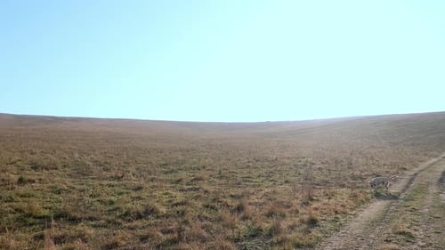 A Golden Labrador Retriever Running Through an Autumn Meadow Against the Blue Sky Pet Walk Slow
