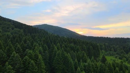 Aerial View of Green Pine Forest with Dark Spruce Trees Covering Mountain Hills