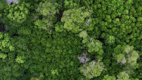 Lush green forest with trees of various sizes