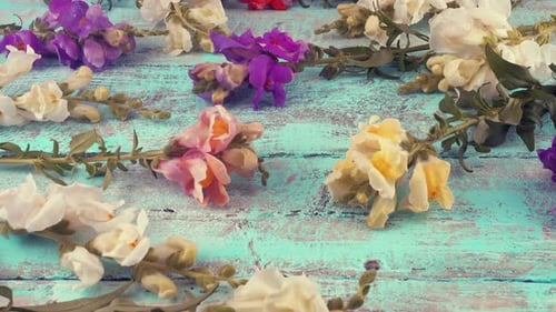 Colorful Snapdragon Flowers on a Light Blue Surface