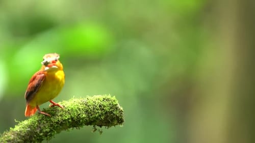 Rufous-backed kingfisher or Ceyx rufidorsa peching on the branch tree with food on its mouth
