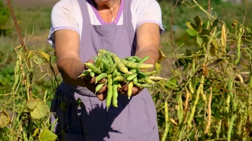 Grandmother with a Harvest in the Bean Garden Selective Focus