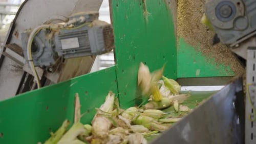 Corn moving along a conveyor belt in a food processing factory. Perfect for showcasing industrial au