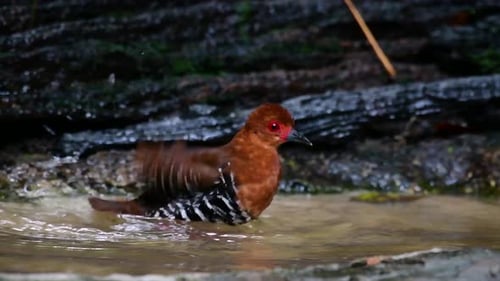 A skittish waterbird found in Thailand in which it likes to stay undergrowth especially thick grass