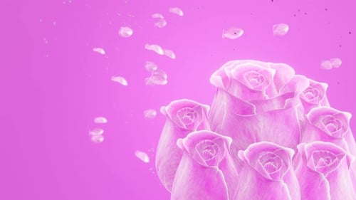 Pink rose without stalks and leaves on red background.