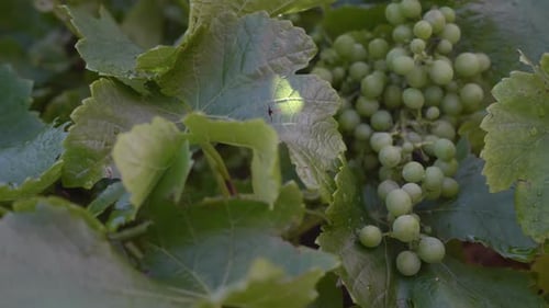 Slow pan around leaves to reveal large bunch of green grapes hanging in bunch in vineyard surrounded