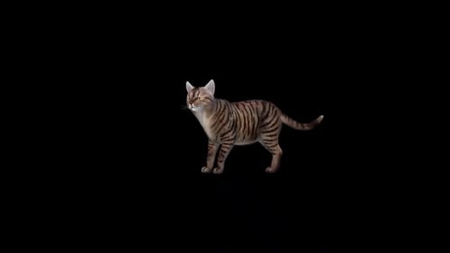 Katze schaut sich um