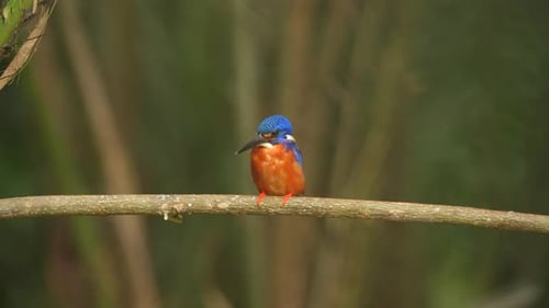 a beautiful Blue-eared kingfisher bird calmly perches on a small branch