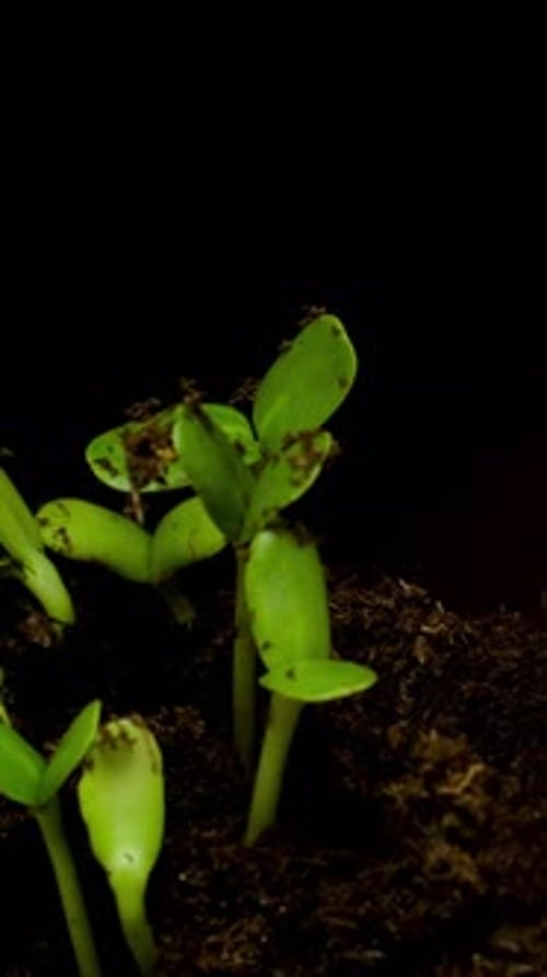 Seedlings Sprout From Soil in a Time Lapse