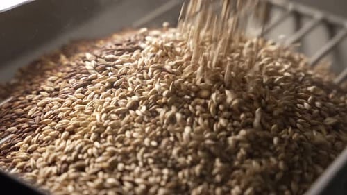 Pour on a Pile of Cleaned Ripe Wheat Grains