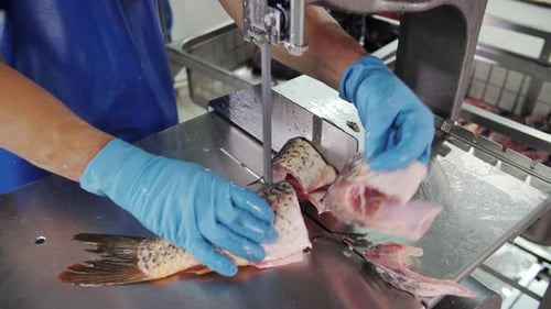 Fish Processing Worker Using Bandsaw in Factory Cutting Fish Into Fillets
