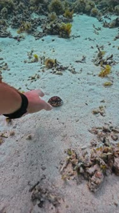 A Beautiful Mollusk with a Beautiful Shell Was Found in the Ocean of the Tropical Island of