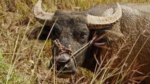 Water buffalo grazing in lush fields during sunny afternoon on rural farm