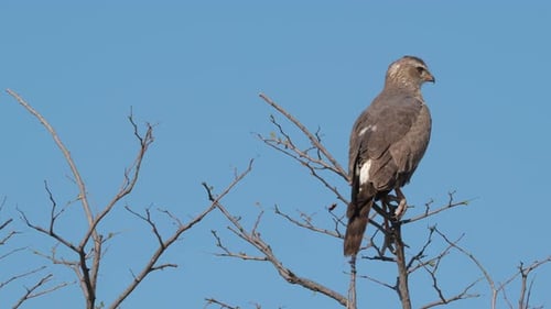 Immature Goshawk Bird Perched On Leafless Tree Against Blue Sky. low angle