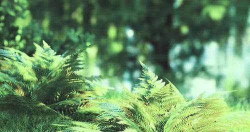 Lush Green Ferns Thriving in a Tranquil Forest During Daylight Hours