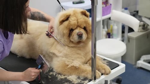 Dog Grooming: Woman Grooming Chow Chow with Brush, Scissors