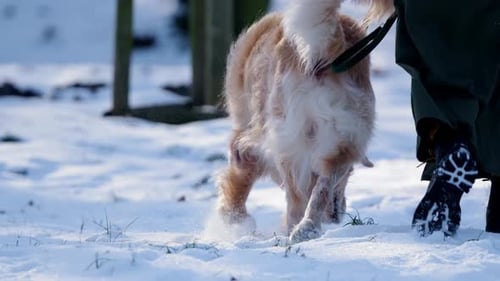 Woman Walking With Golden Retriever Dog On Snowy Meadow