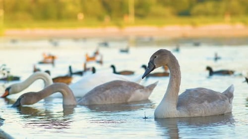 Weiße und graue Schwäne schwimmen im Sommer auf dem Seewasser
