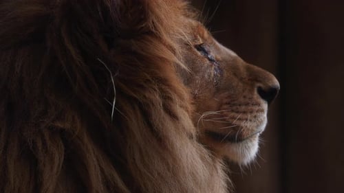 Majestic Lion Profile Close-Up