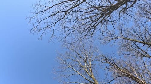 Walking underneath the trees, shot of sky with trees.