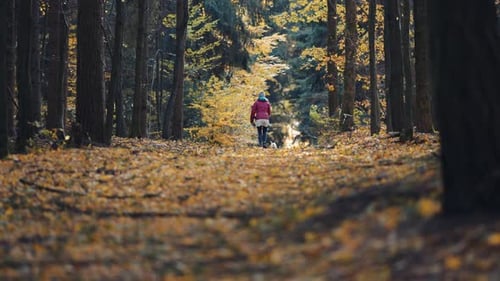 A woman walks with a small white dog on the trail in the autumn forest. Slow-motion, pan follow. Rea