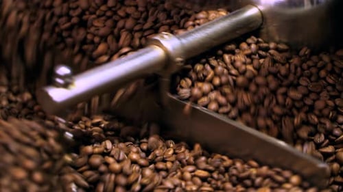 Closeup of Coffee Beans Mixing In Cooling Drum After Being Freshly Roasted