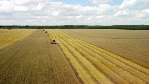 Aerial View a Harvester Machine to Harvest Wheat Field Working