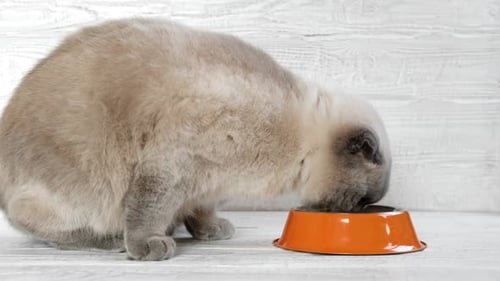 Cat Eating Food Scottish Fold Gray Cat Eats Food From Orange Steel Bowl Against White Wooden Wall