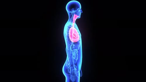 3D Human Body Anatomy with Glowing Lungs and Respiratory System