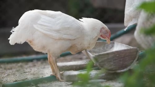 White Chicken Eating from Metal Dish