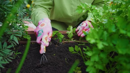Gardener Removing Weeds in a Garden Bed