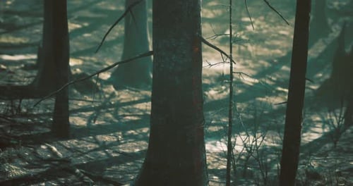 Dense Forest Landscape with Sunlight Filtering Through Tall Trees in Nature