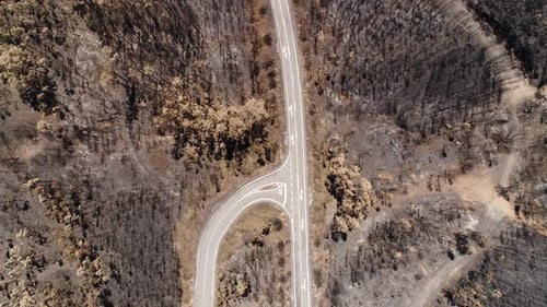 Burned Forest Road Top View
