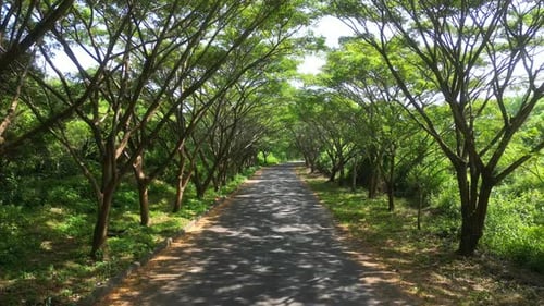 Trees on the side of the road.