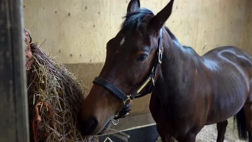 Brown Horse Eating Hay in Stable