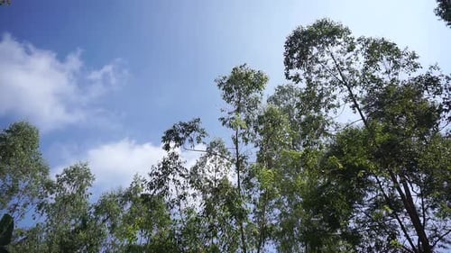 beautiful mountain natural scenery hilly nature panorama, with forest of tall green trees and green