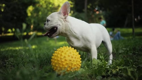 Close Up Funny White French Bulldog Enjoys Walking in Field Look Around Sunset Playing with a Yellow