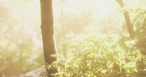 Sunlight Filters Through Trees in a Peaceful Forest Setting