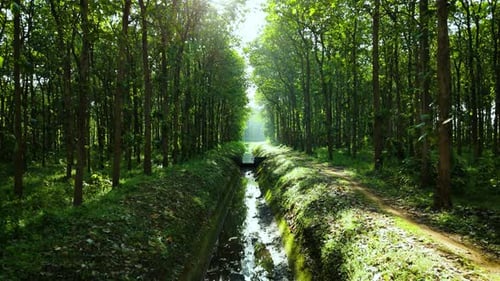 Drohnenflug durch Waldbaum mit kleinem Fluss und Sonneneruption
