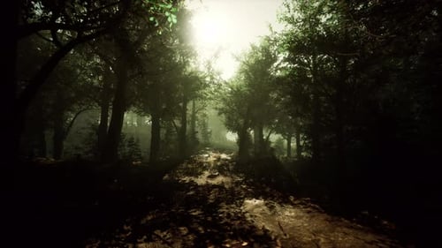 A Scenic Dirt Road Winding Through a Lush Forest