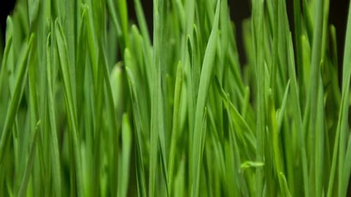Close-Up of Fresh Green Grass