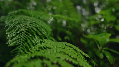 Close up focus detail on green lush vegetation foliage. Green plant leaf in the forest. wind blowing
