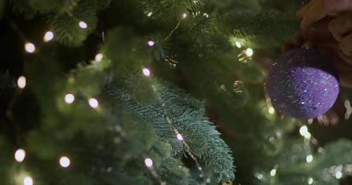 Preparations for the Celebration of the New Year a Toy is Hung on a Branch of the Christmas Tree